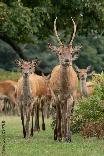 A young male red deer and several female deer