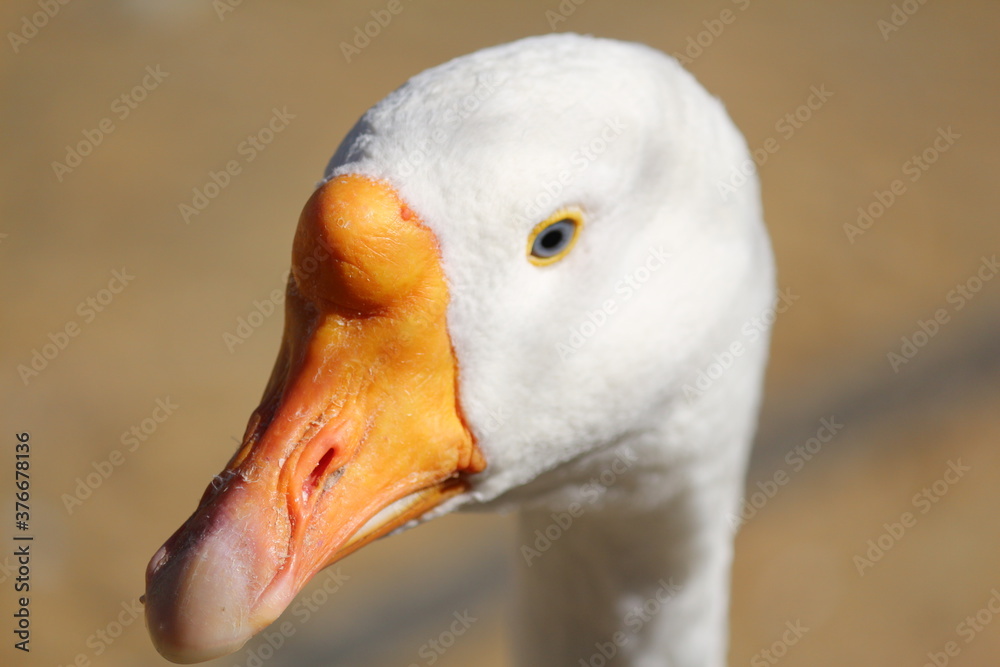 White goose close up. Side view. The head of a live white goose with blue eyes and an orange beak in sunlight against a background of yellow sand. White goose close up. Side view. The head of a live white goose with blue eyes and an orange beak in sunlight against a background of yellow sand.