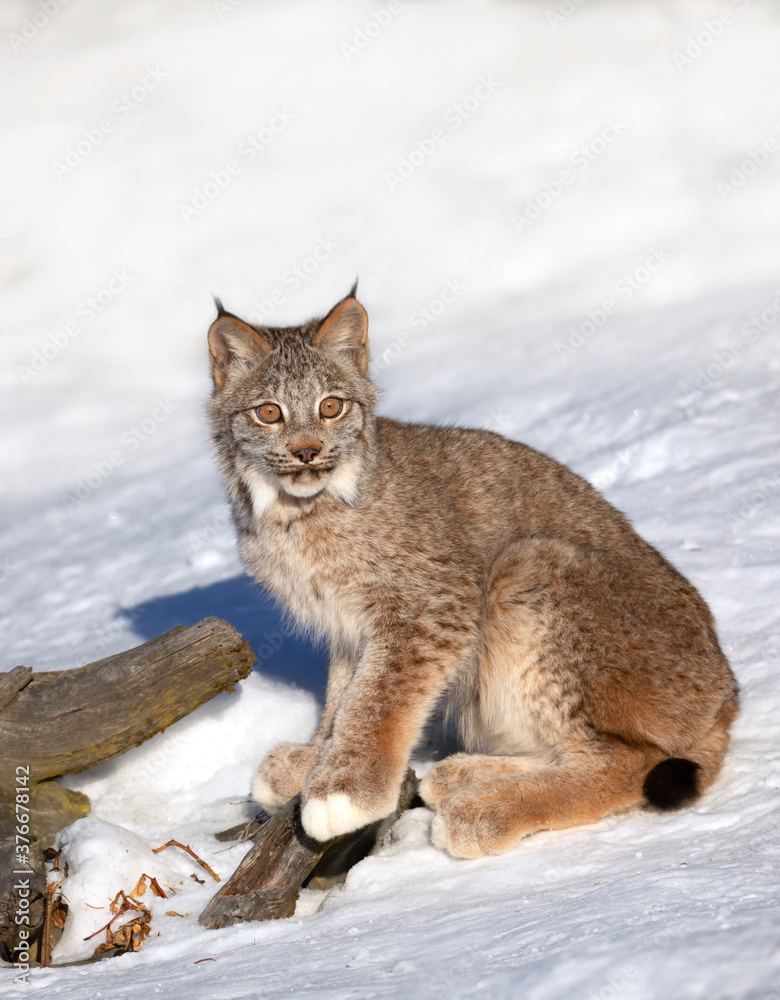 Canada Lynx kitten (Lynx canadensis) walking in the winter snow in Montana, USA
