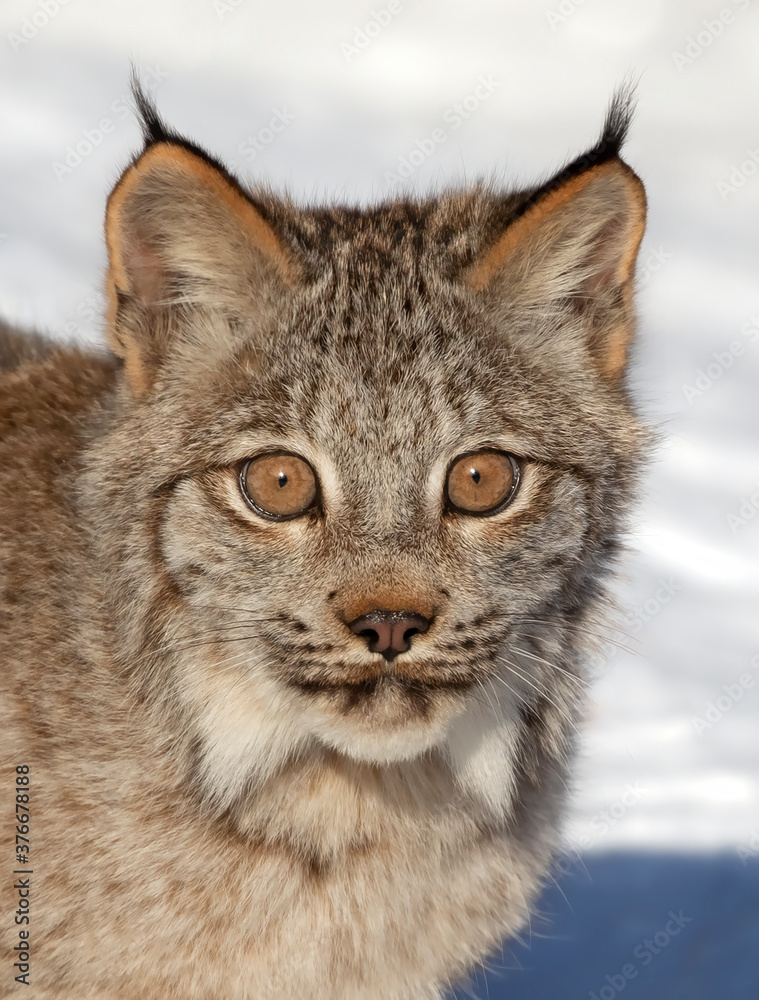 Obraz Canada Lynx kitten (Lynx canadensis) walking in the winter snow in Montana, USA