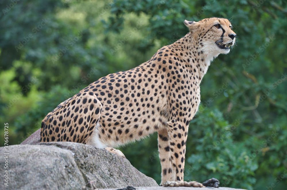 Gepard Gepard