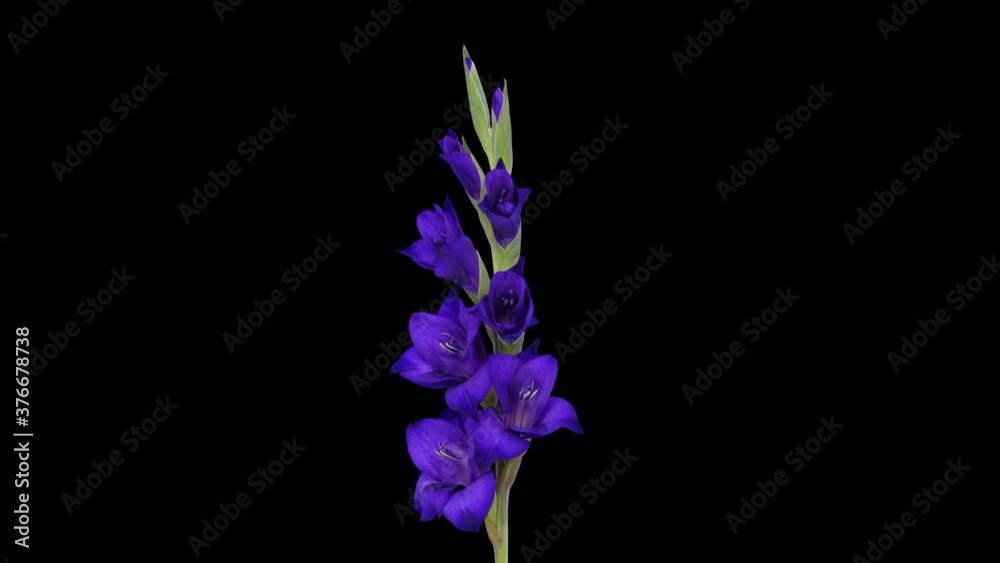 Time-lapse of opening purple gladiolus flower 9a4 in 4K PNG+ format with ALPHA transparency channel isolated on black background
Time-lapse of opening purple gladiolus flower 9a4 in 4K PNG+ format with ALPHA transparency channel isolated on black background
