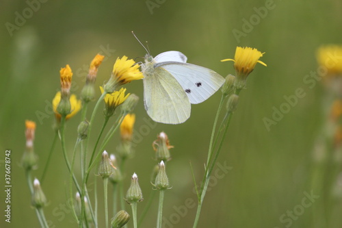 Elegant white butterfly and yellow wildflowers on an autumn meadow in daylight close-up. Vintage nostalgic autumn landscape. The butterfly drinks nectar from a flower.