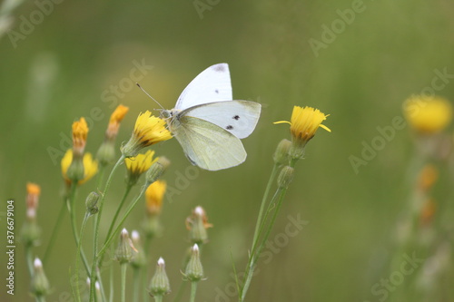 A beautiful elegant white butterfly collects nectar from yellow wildflowers on an autumn day against a blurred background of a yellowed meadow. Vintage autumn landscape. Butterfly on a flower.
