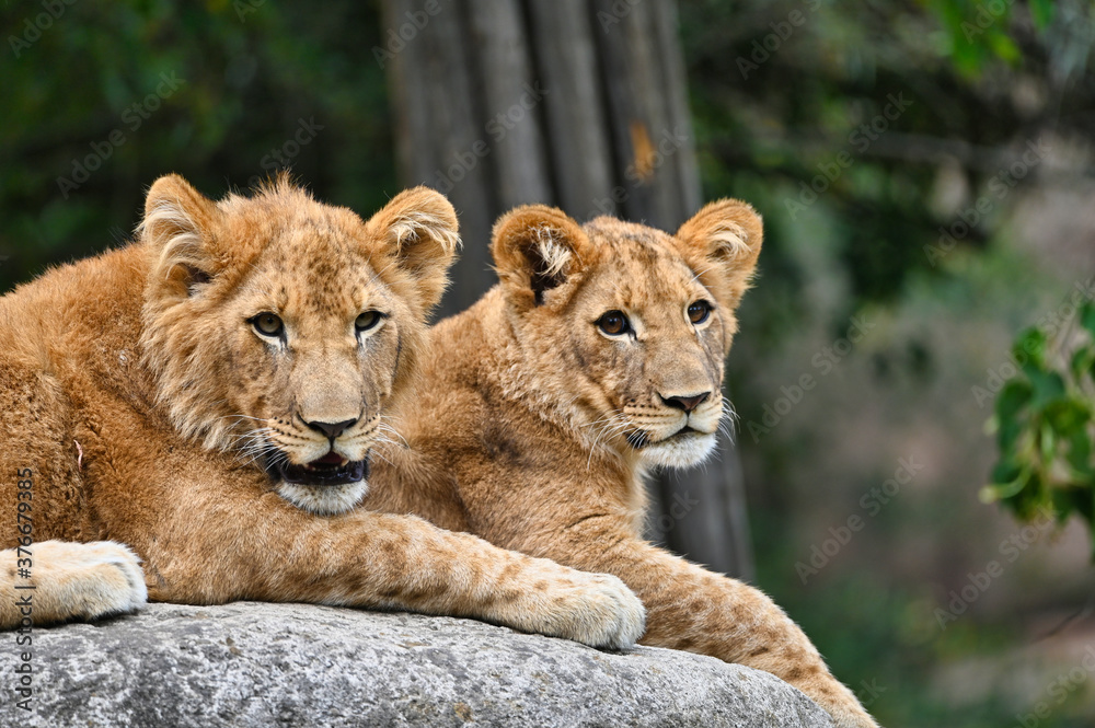 Fototapeta premium Krzyże