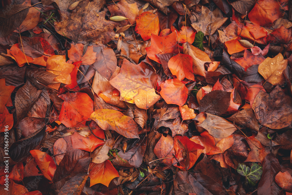 Many different red autumn leaves in raindrops, shot from above. Natural background and texture