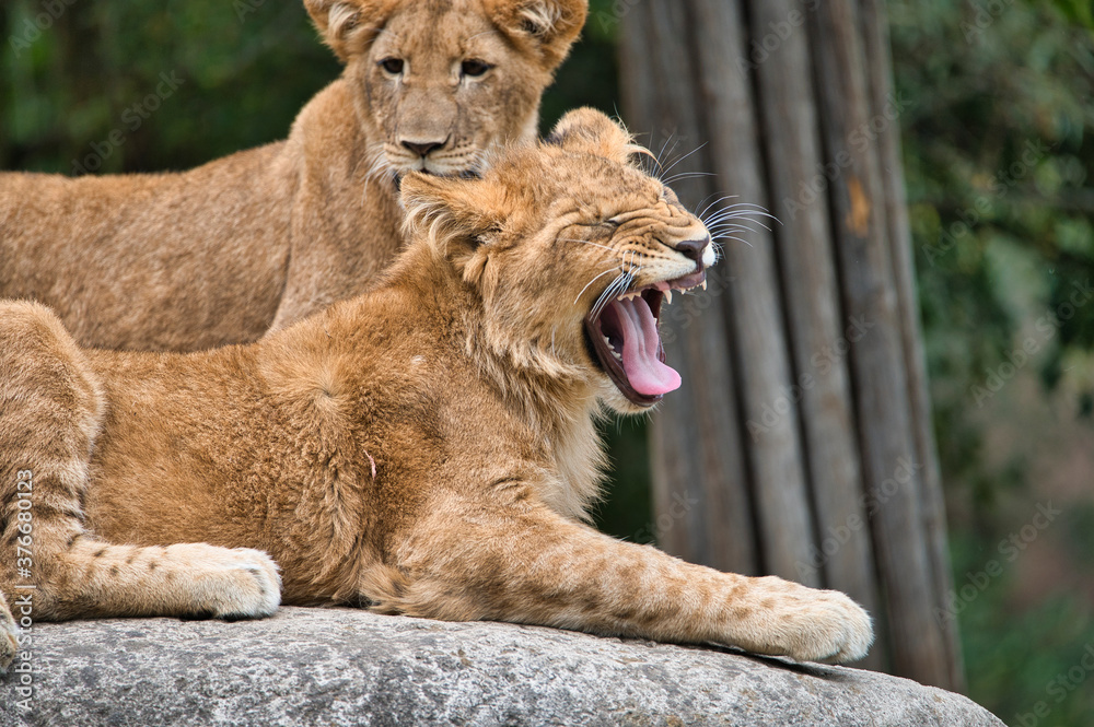 Obraz premium Löwen