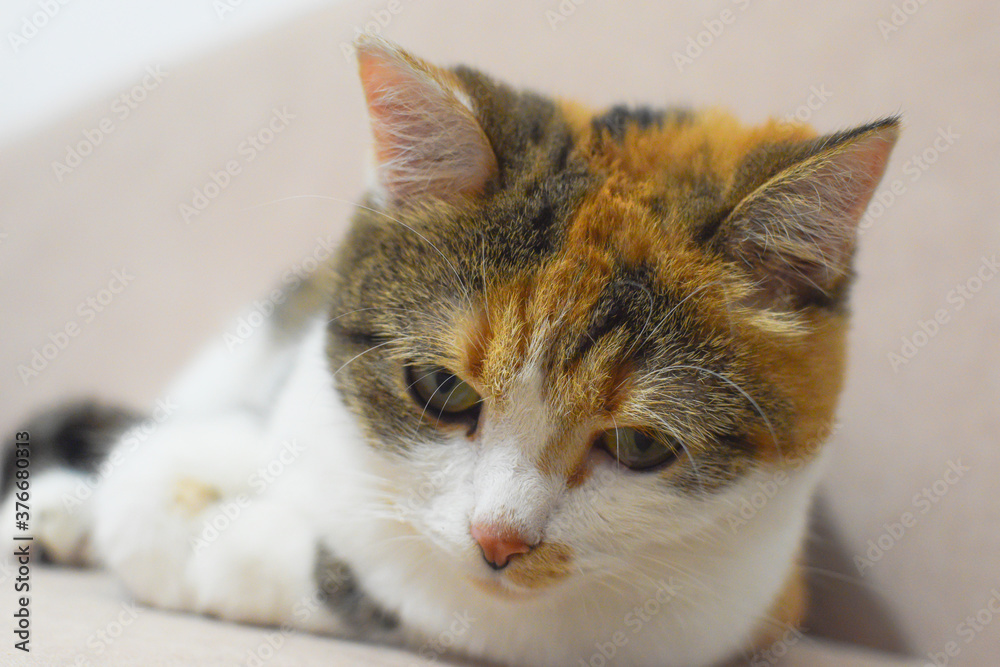 multicolored kitty lying on the couch multicolored kitty lying on the couch