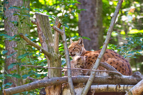 Luchs