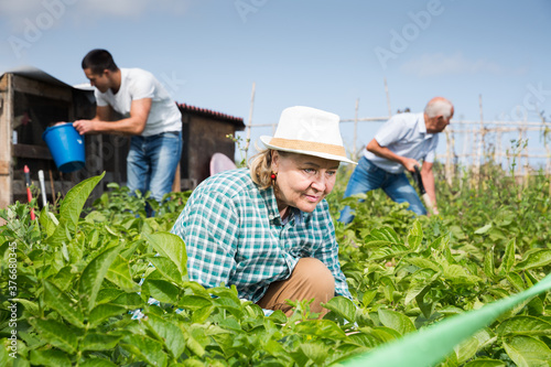 Friendly family weed potatoes on the field. High quality photo