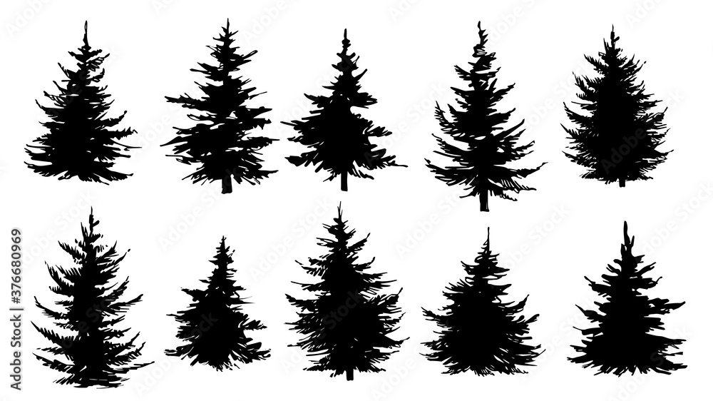 Set of silhouettes of pine trees, spruce or fir trees.
