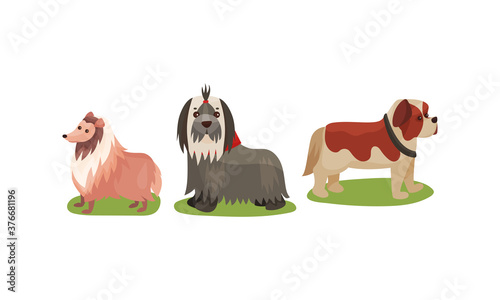 Purebred Dogs or Canine with Sheep Dog and Terrier Standing on Green Lawn Vector Set