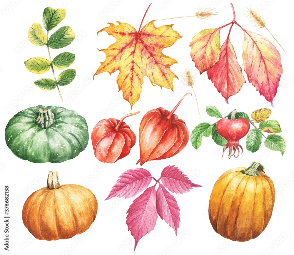 Watercolor fall season botanical illustration, pumpkins, dog rose, maple leaf and winter cherry. Watercolour floral set isolated on white background.