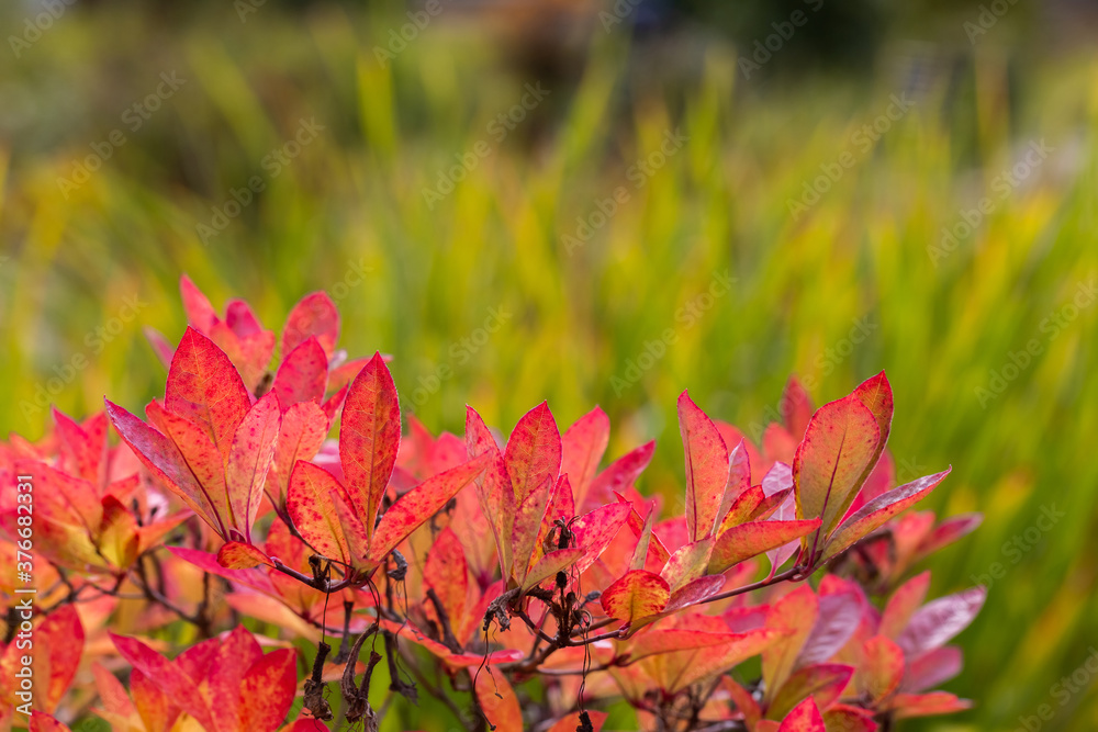 Autumn natural background with a frame of leaves and a place for the text. Bright red foliage of rhododendron in sunlight. A beautiful ornamental plant in the garden. Autumn natural background with a frame of leaves and a place for the text. Bright red foliage of rhododendron in sunlight. A beautiful ornamental plant in the garden.