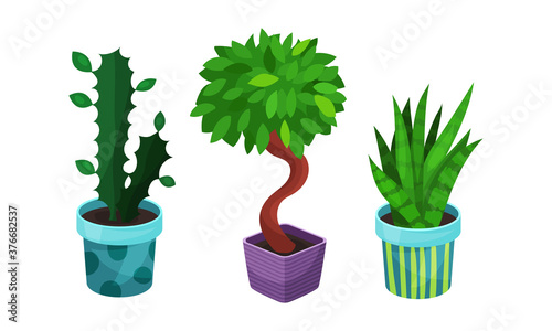 House Plants Growing in Ceramic Flowerpots Vector Set