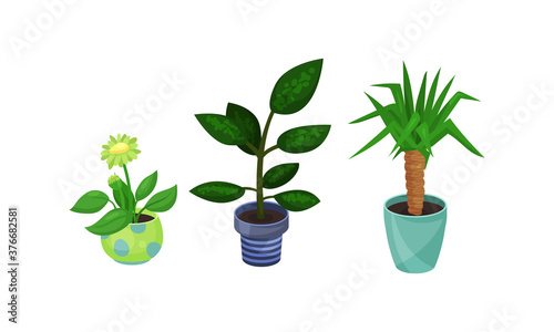 House Plants Growing in Ceramic Flowerpots Vector Set