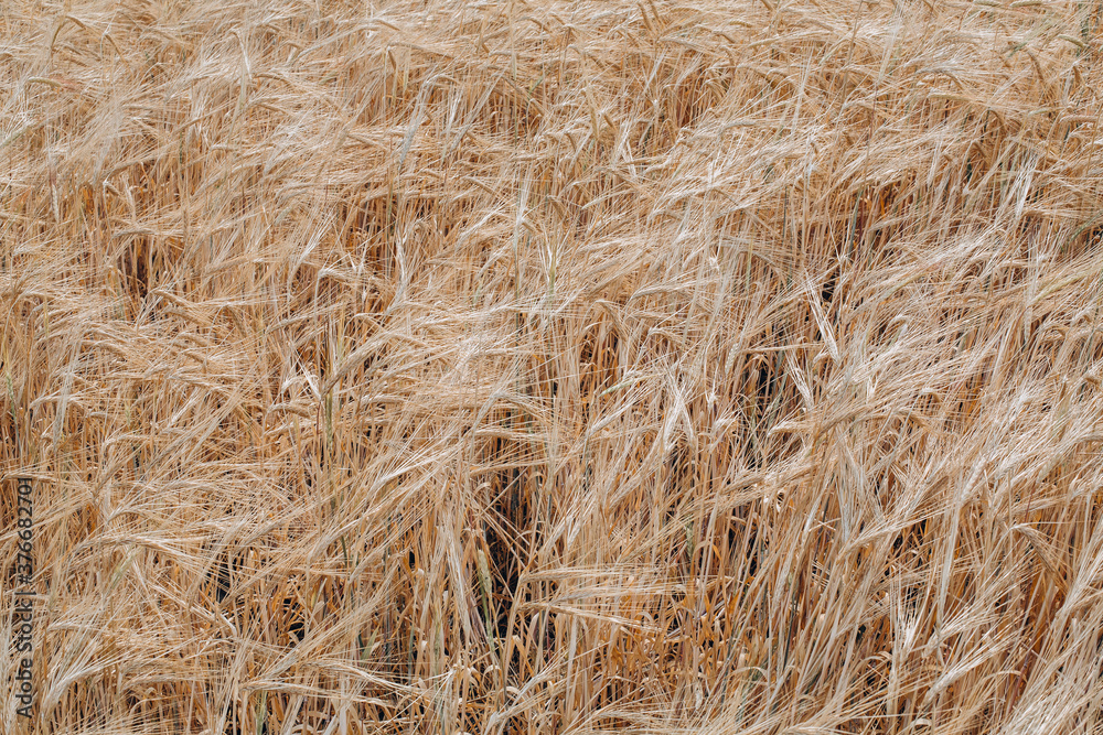 Wheat field. Ears of golden wheat close up. Background of ripening ears of meadow wheat field. Rich harvest Wheat field. Ears of golden wheat close up. Background of ripening ears of meadow wheat field. Rich harvest