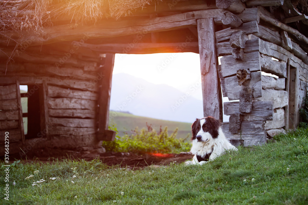 Dog in sunset light near an old hovel.