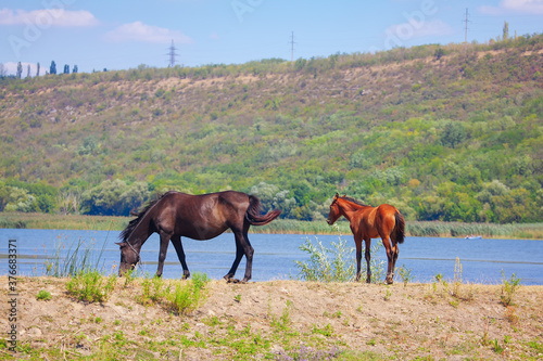 Mare and foal grazing on the riverside