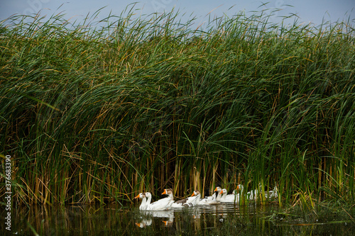 White goose. Swimming Geese. Domestic geese swim in the pond. Flock of geese on the river