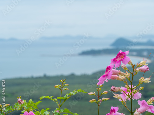 trumpet vine with sea view from mountain