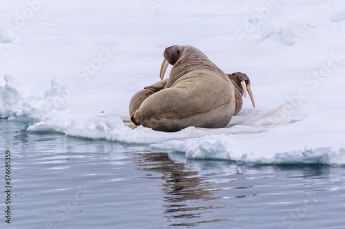 Two Atlantic Walruses (Odobenus rosmarus) lounging on the ice on the coast of Svalbard, Norway. photo