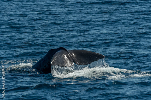 Sperm Whale (Physeter macrocephalus) displaying it's tail (flukes) as it dives from the surface of the Sea of Cortez (Bay of California). © Kirk Hewlett