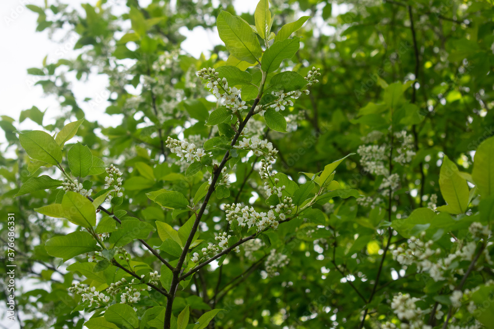 Bird cherry, Prunus padus small deciduous tree, spring Bird cherry, Prunus padus small deciduous tree, spring