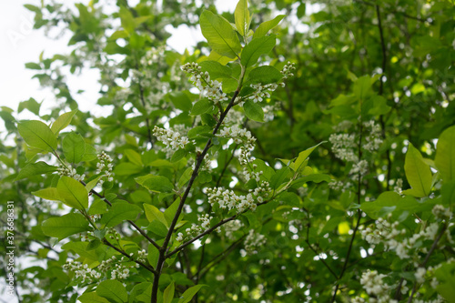 Bird cherry, Prunus padus small deciduous tree, spring