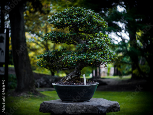 An ornamental Bonsai tree in Botanical garden of Prague, Czech Republic, Europe.