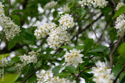 European bird cherry blossoms. Blooming Prunus padus, known as bird cherry, carcass, strawberry or Mayday tree.
