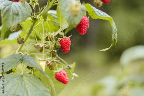 Fresh red ripe raspberries straight from the bush on a green background