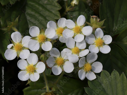 bouquet of strawberry flowers against the background of green foliage.