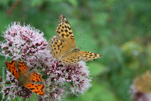 Schmetterlinge auf einer wilden Blume
