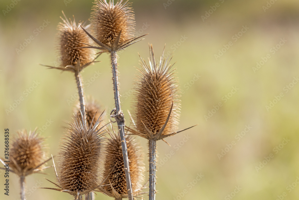 Dried plant on the background of the winter sky. Onopordum acanthium.