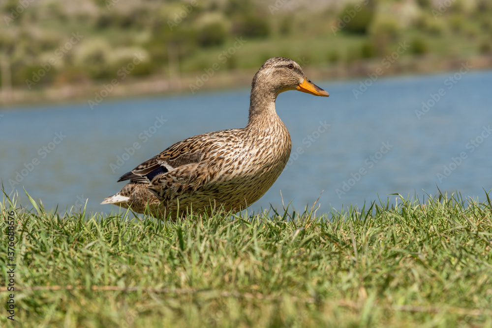 Duck on grass. Duck on grass.