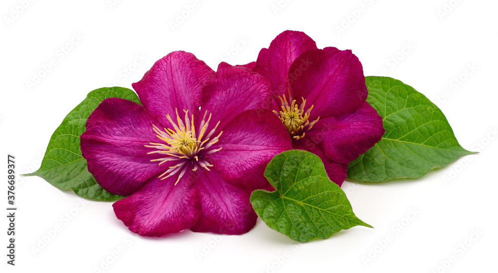 Two red clematis. Two red clematis.