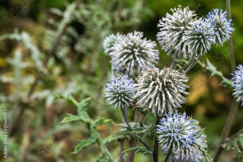 Blooming Echinops cue ball, beautiful blooming flowers in ball form