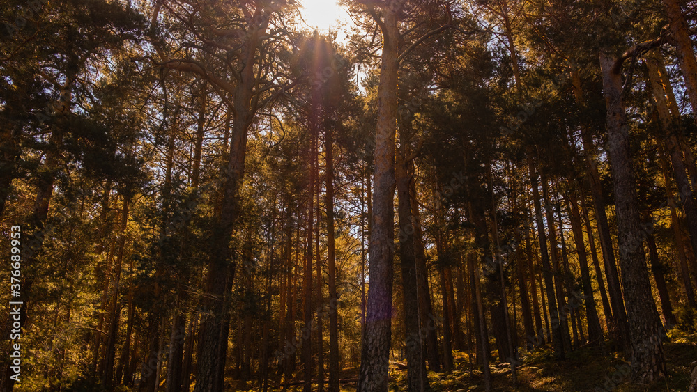 Fototapeta premium Sunbeam through tree trunks