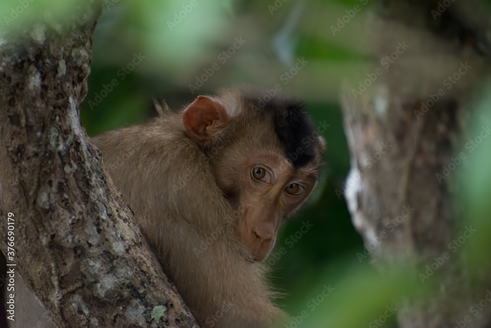 Southern pig-tailed macaque (Macaca nemestrina) in Borneo