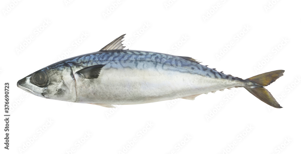 Fresh mackerel fish or scomber isolated on white background Fresh mackerel fish or scomber isolated on white background