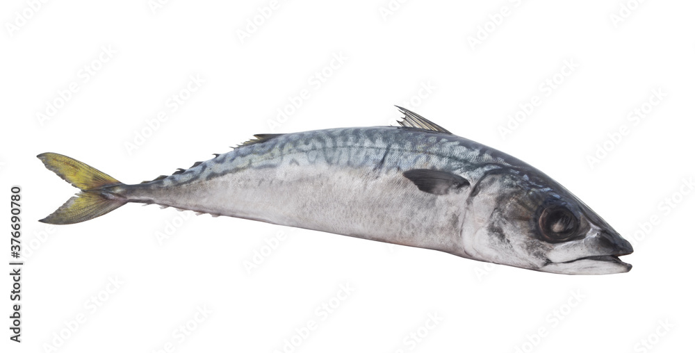 Fresh raw mackerel fish or scomber isolated on white background Fresh raw mackerel fish or scomber isolated on white background