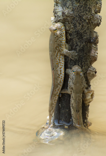 Yellow spotted mudskippers (Periophthalmus walailakae) in Borneo