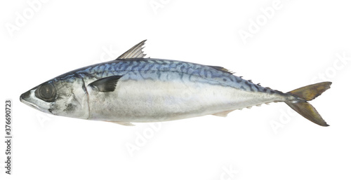 Fresh mackerel fish or scomber isolated on white background