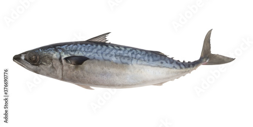 Raw mackerel fish or scomber isolated on white background
