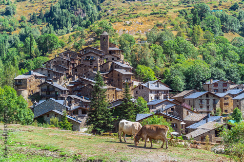 Fotografie Os de Civís, Catalonia / Spain: Two cows grazing with the village in the backgro