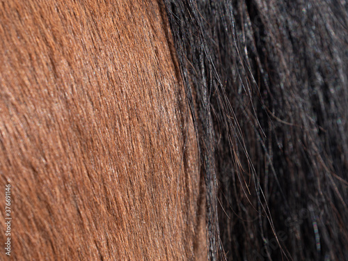 Detailed blsck horse tail. Rear of mare, with close-up of braid on the long dark  tail photo