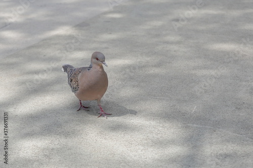 a spotted dove walking on the ground 