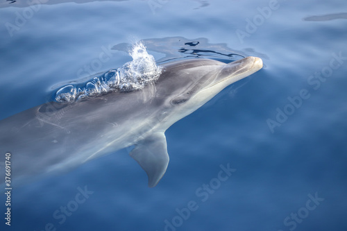 Tableau sur toile Bottlenose dolphin (Tursiops truncatus)