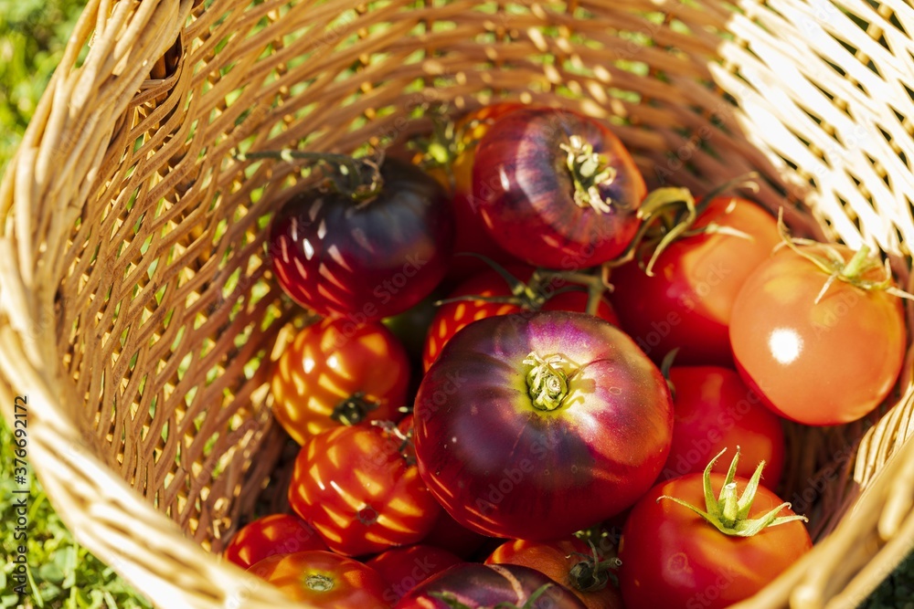 View of ripe red tomatoes in wicker basket on green grass background. Organic vegetables concept. View of ripe red tomatoes in wicker basket on green grass background. Organic vegetables concept.